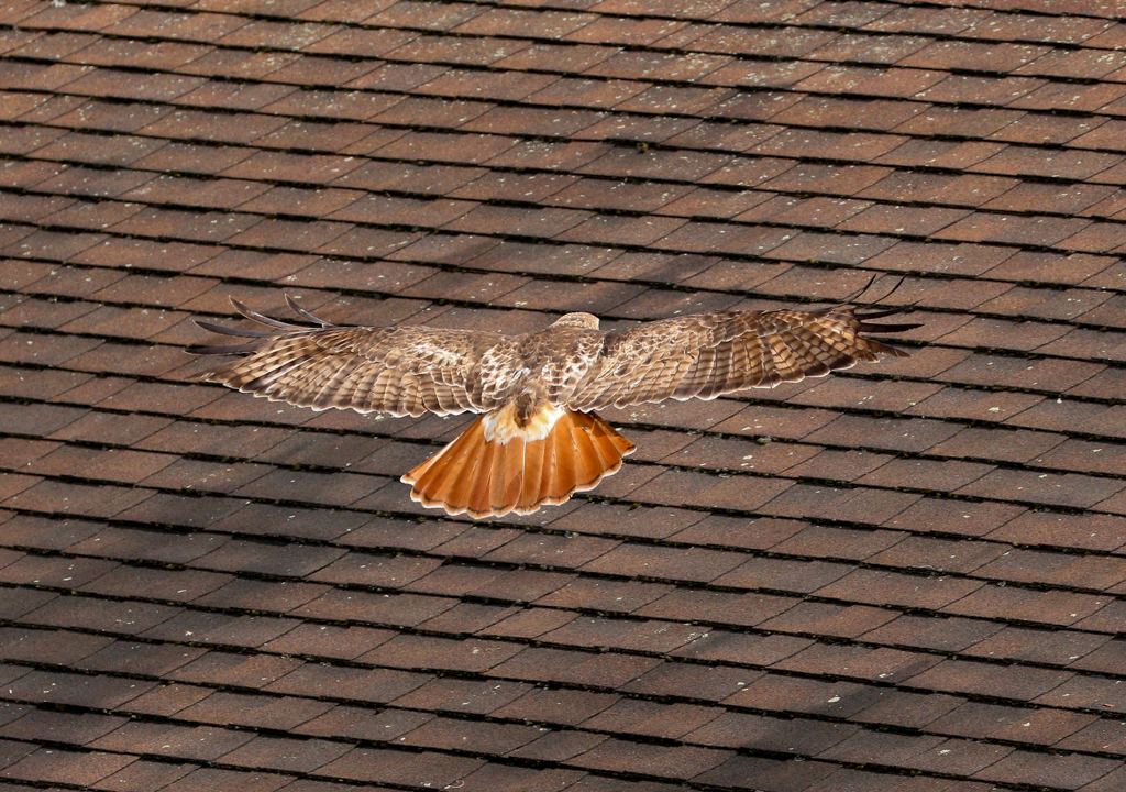 Traditional In Class B By Terrie Ulery For RedTail Over Red Roof FEB-2019.jpg